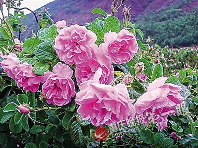 ʿɷЯ˶ʿӵũ ǧĶõ廨