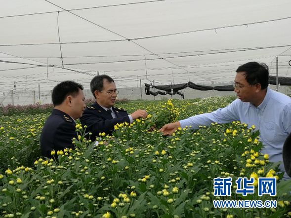 八所检验检疫人员在白菊种植基地与歹清义(右一)进行现场交流。