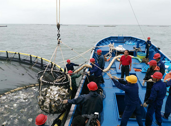 黄达灵和海丰养殖合作社