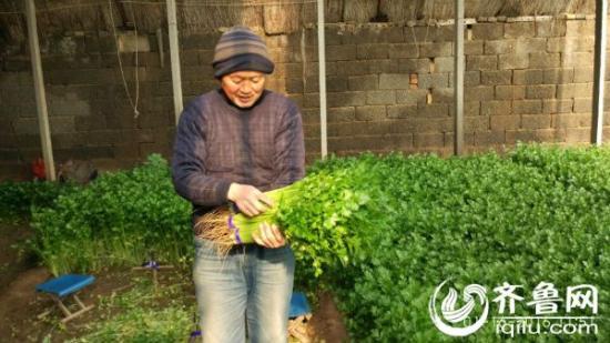 东营维新蔬菜合作社趟出致富路 全程跟踪开先河