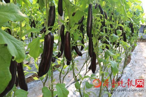 合作社蔬菜从种植、管理到采摘上市,全部推行标准化、有机化运作,层层把关,样样蔬菜让商家和消费者放心。