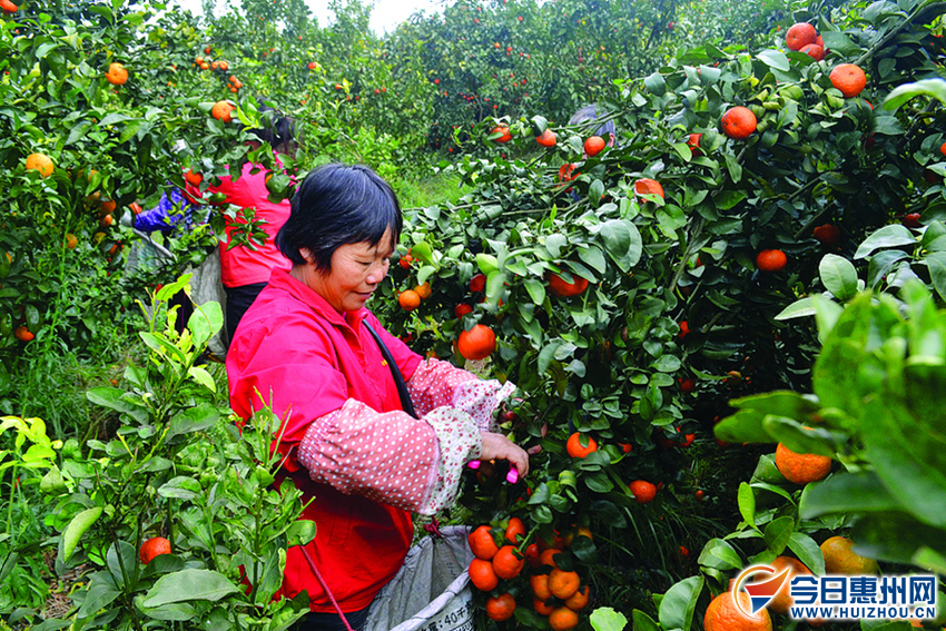 󣬸ֲ̽ץʱժûֵĸ̽ۡ