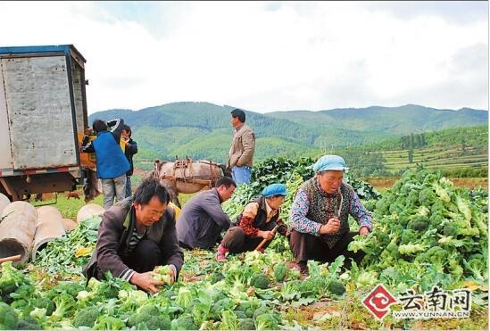 特色经济作物种植形成规模。