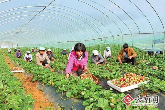 草莓种植助推群众增收致富。