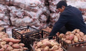 农民在分检、打包红薯。