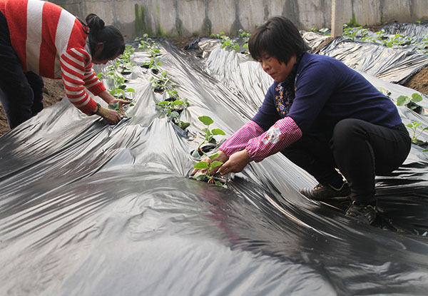 225գɽʡׯһЧ̬ũҵأũ㻪ңڴڶиĤ