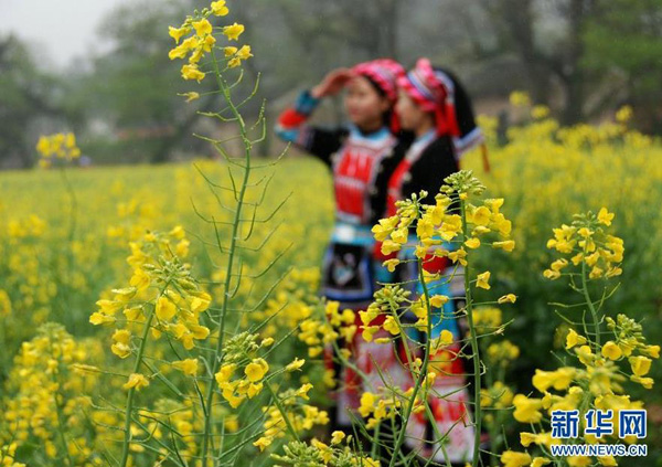 3��12�գ�������������ڹ��������������������´���Ұ������ʢ�����Ͳ˻���