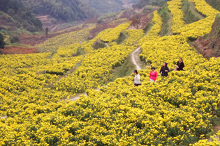 죬ҶƽͷĻʾջؾջʢţ۵׾ɽҰĻơ