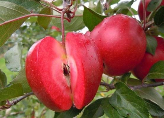 山东枣庄:红肉苹果——冯向斌的致富果