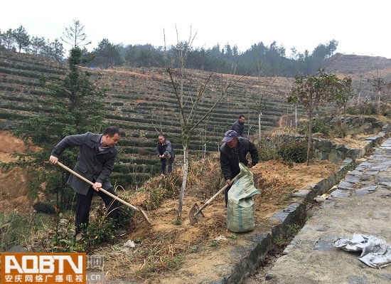 安庆岳西储岳峰:“小核桃”也能种出春天