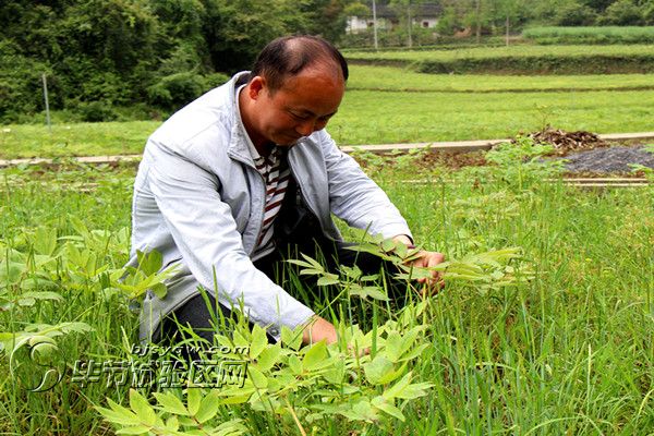 吴正权正检查牡丹长势情况。