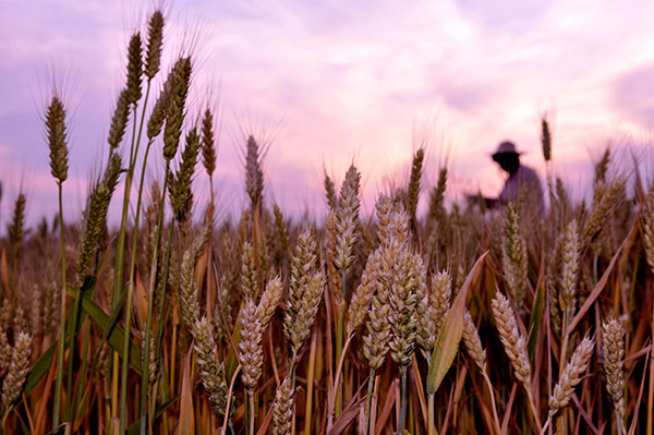 519գɽʡ۰ũԱͷСֲز鿴ȡ