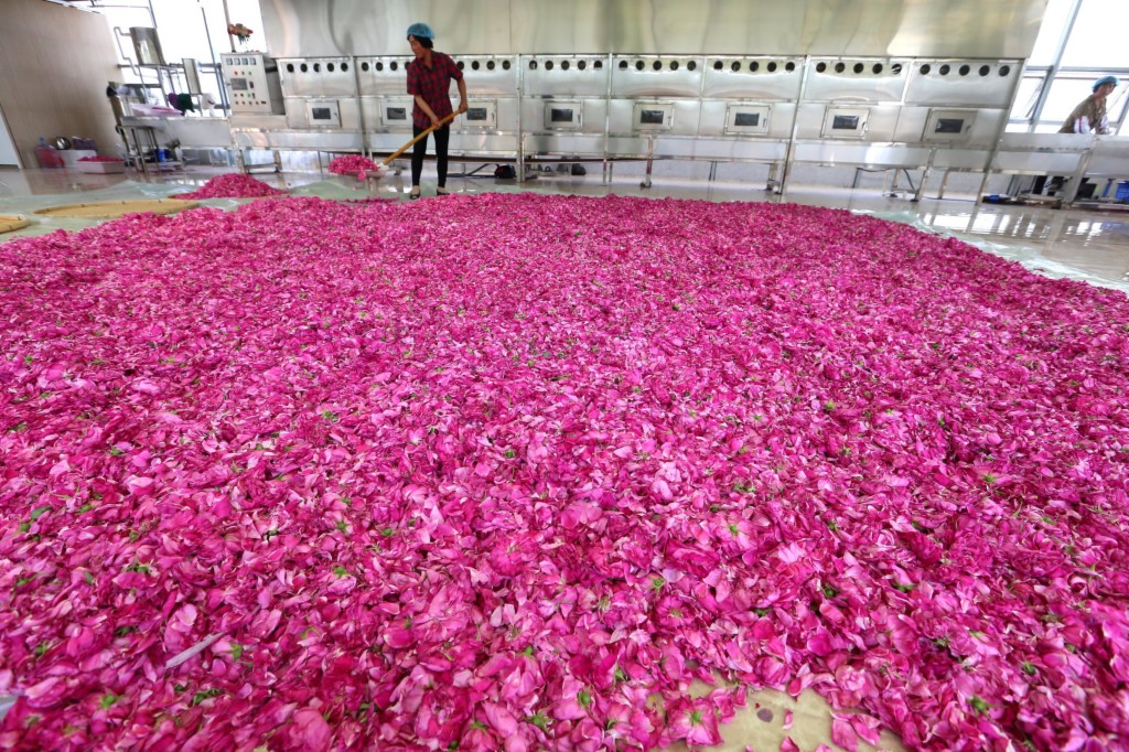 522գɽīɽõС򡱲ҵ԰ũ׼濾õõ廨ꡣ