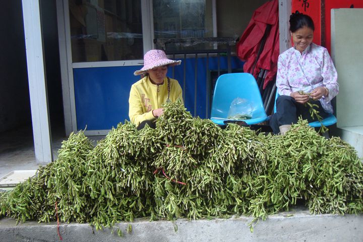 春黄豆鲜品上市