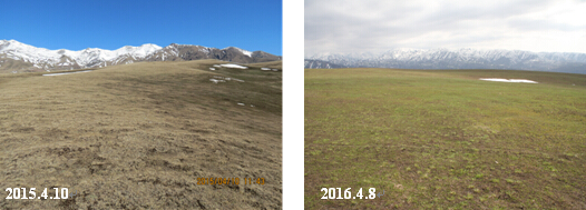 图3 新疆昭苏县草原返青对比(较上年提前约15天)