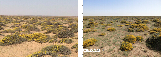 图5 内蒙古鄂托克前旗草原返青对比(较上年略有提前)