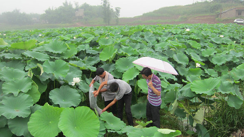 ½ËÕ±¦Ó¦ÏØ£ºÅºÌïСÁúϺ źũÔÂ׬60Íò