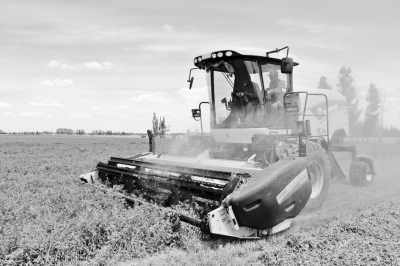 面对粮价风向标 农牧交错区何去何从