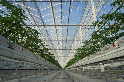 ۬ͥ񣺴Ӹ߰׶Ĥŷ̬