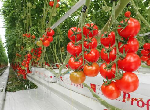 ۬ͥ񣺴Ӹ߰׶Ĥŷ̬