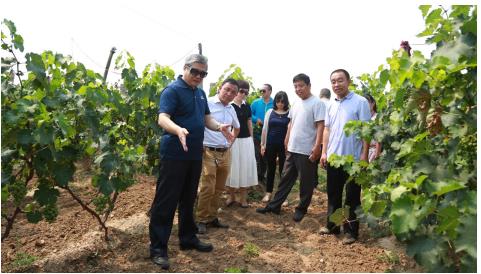 (中国农产品流通质量万里行调研组实地考察华蒙通辛集梨订单种植基地)