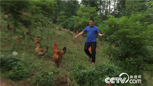 四川成都:胡军养鸡记《致富经》