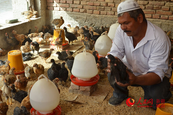 新疆团场“养鸡大王”阿吾提·依米尔的致富经