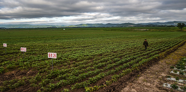 这是由吉林省敦化市农技推广部门建立的大豆种植示范基地,2000亩的基地上展示着50多个适宜当地种植的品种,这里还定期组织“田间课堂”(7月5日摄)。