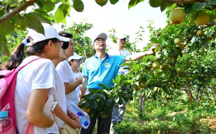 1468854484798455.jpg 治“梨”有方,园艺学子为果农解忧
