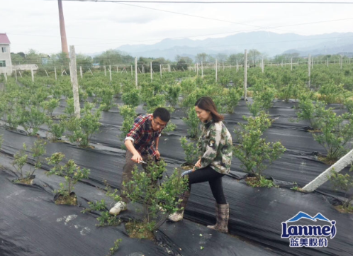 ͼƬɷݵļԱ㽭ϪԽݮֲ