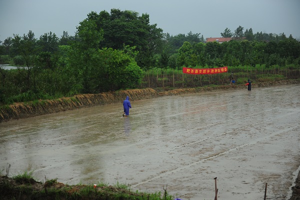 °²»Õ·ÊÎ÷ÏØÔֺ󲹸ÄÖÖÏÖ³¡ôßÌï¼ä¹ÜÀí¹¤×÷»áÕÙ¿ª