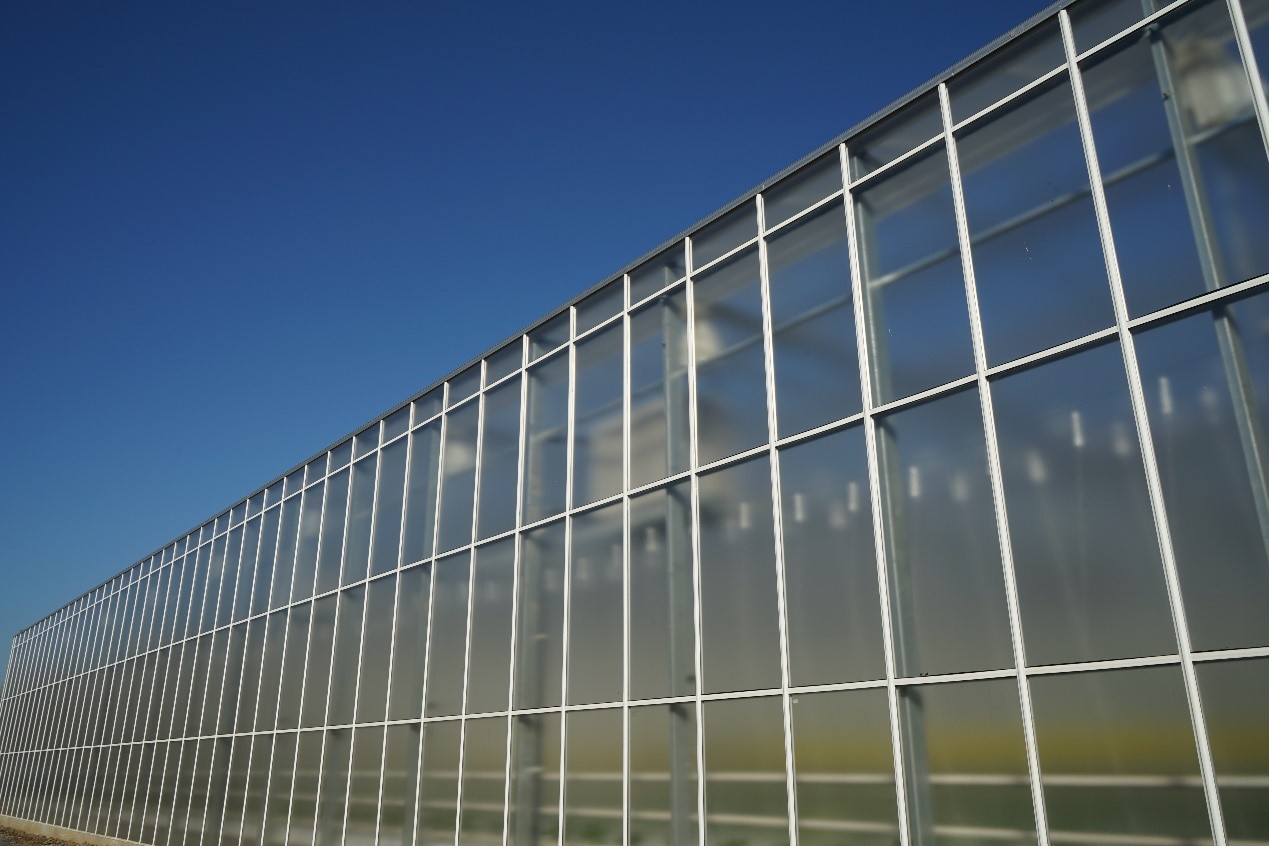 欧荷生态小番茄:80末富二代留学回国当农夫