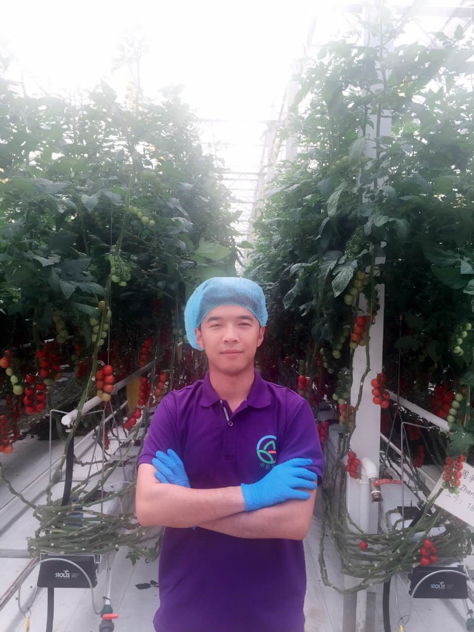 欧荷生态小番茄:80末富二代留学回国当农夫