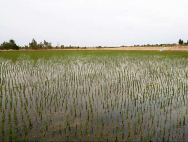 华夏耕德:推出大漠鲜米立足本地资源带动农民致富