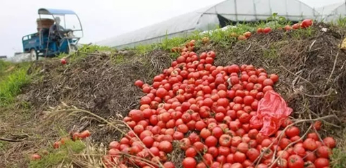 内蒙古赤峰上千万斤西红柿恐烂在地里农民急盼销路