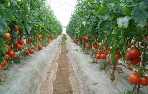 内蒙古赤峰上千万斤西红柿恐烂在地里农民急盼销路