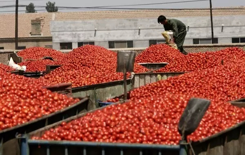 内蒙古赤峰上千万斤西红柿恐烂在地里农民急盼销路