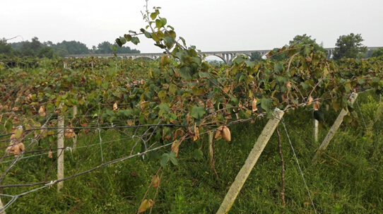 ƽҵƶίа ⨺ҳɵءƶ¸