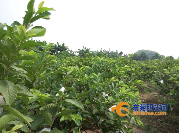 中年夫妇放弃工作回村创业 小小果园寄托致富梦想