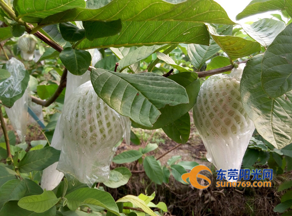 中年夫妇放弃工作回村创业 小小果园寄托致富梦想