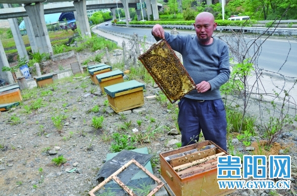 “土蜂大王”养蜂带富数十位残疾户