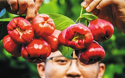 海南海口:琼北可撷仙 莲雾何田田