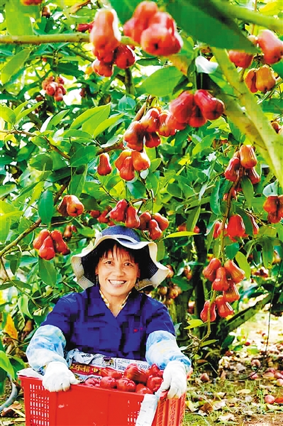 近日,海口市美兰区三江豪福江莲雾示范基地,农户采摘莲雾。