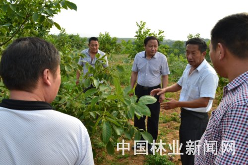 “核桃书记”韩银祥:荒坡披绿变“宝山”