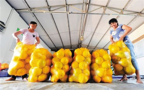 ÇíÉ½ÇøµÀ³ç´åµ³Ö§ÊéÎ⺣ɽ£º¡°Ò¡Ç®Ê÷¡±½á³öÌðÃÛ¹û