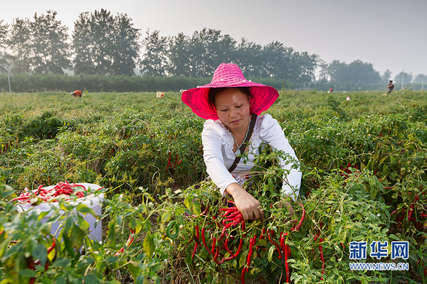 915գڼͷׯ򵤵šֲأũڲժ