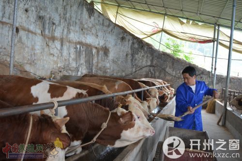 卖了7头牛收入8万多 养牛让他“牛”气十足