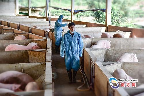 广中医学生回乡养“中药猪” 带领村民脱贫致富