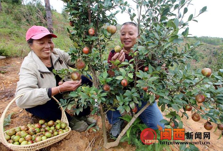 福建连城县罗坊乡油茶果喜获丰收