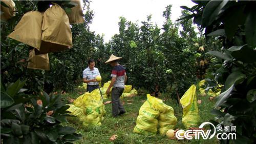 陕西西安:血色柚惑带来的财富《致富经》